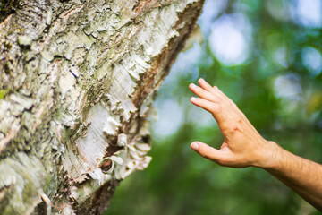 A man's hand touch the tree trunk close-up. Bark wood.Caring for the environment. The ecology concept of saving the world and love nature by human