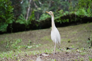 Cattle Egret,Bubulcus ibis,Birds at Kuala Lumpur Bird Zoo
