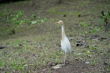 Cattle Egret,Bubulcus ibis,Birds at Kuala Lumpur Bird Zoo