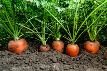 Ripe carrots growing in soil in garden. Harvest fresh carrots.