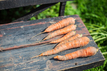Carrots harvest collected in the farm. Plantation work. Autumn harvest and healthy organic food...