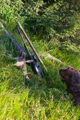 happy hunting of a chamois trophy from a old abnormal male - the celebration of the trophy after the hunt at summer on the mountains