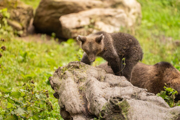 European Brown Bear (Ursula arctic) walking through the forest of Romania 