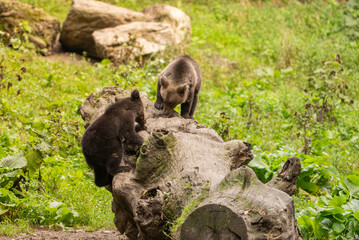 European Brown Bear (Ursula arctic) walking through the forest of Romania 