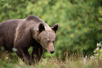 European Brown Bear (Ursula arctic) walking through the forest of Romania 