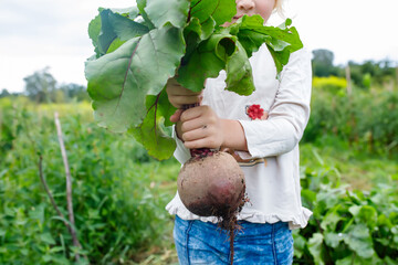 Organic farming at its best: Young girl proudly presenting her beetroot harvest from the garden