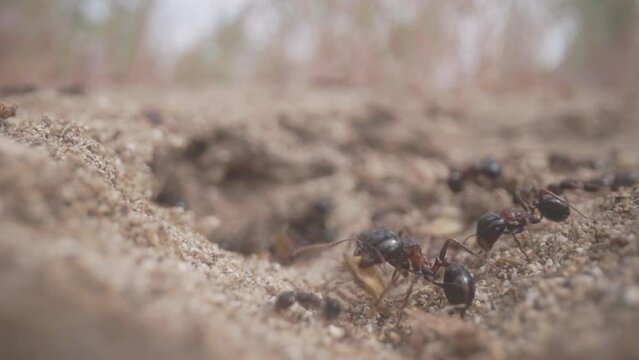 Close up footage of ants