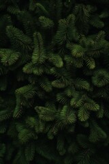 Christmas fir tree branches banner background Generative AI