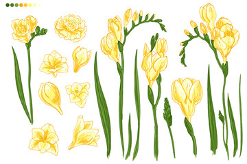 Freesia. Vector drawing of pink buttercups on a white background. Floral elements for decoration.