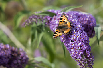 orange butterfly on purple flower