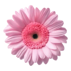 Poster Im Rahmen pink gerber flower isolated on transparent background © magann