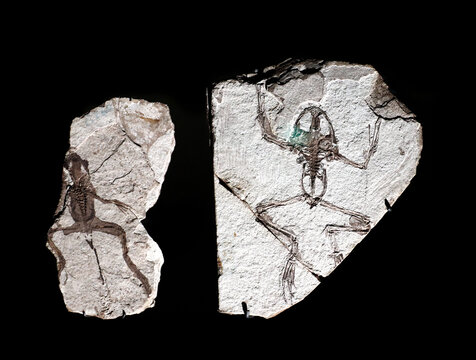 Fossil of a prehistoric frog
