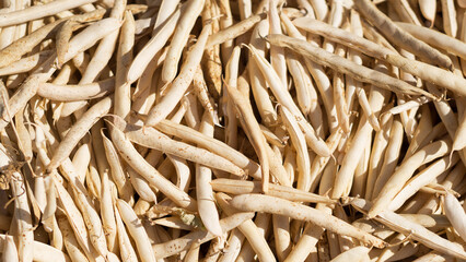 Sash pods of dried beans. Harvesting. Close-up. Background.