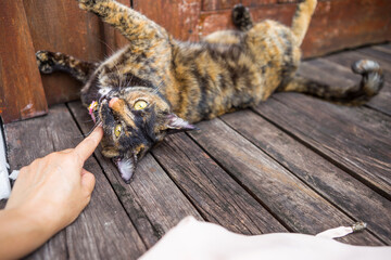 Girl hand touching cat laying down on wooden floor, asian stray cat