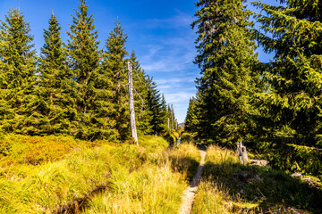 Spätsommerwanderung durch den Nationalpark Harz rund um den Oderteich b. Torfhaus - Niedersachsen - Deutschland