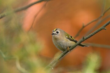 Obraz premium A cute goldcrest sitting on the branch. Autumn scerne with smallest european bird. Regulus regulus. 