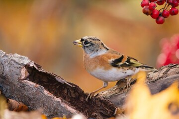 Brambling (Fringilla montifringilla) in its natural habitat. Autumn wildlife scene with songbird