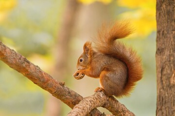 Obraz premium cute european red squirrel is sitting on a tree and holding a nut in her paws. Sciurus vulgaris. Portrait of a cute animal.