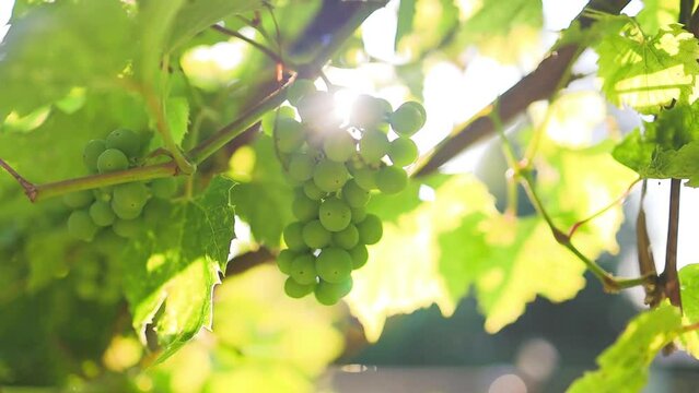 Bunch of unripe grapes growing on vine at a farm. Closeup of white grapes on vine in bright sunlight. Green grapes bunch. Grape fruit in garden outdoors swinging in the wind slow motion. High quality