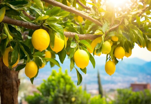 Lemons growing in a sunny garden on Amalfi coast in Italy. 
