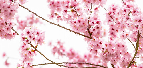 Cherry blossoms  bright colored background of nature in Japan (1)