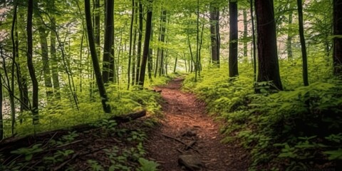 A road with Beautiful forest. 