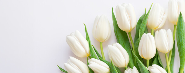 tulip background on a white background