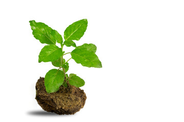 Holy basil leaves on ground isolate on white background with clipping path.Top view of Vegetable and Herb, Fresh Oganic Ocimum Sanctum or Tulsi Isolated on White Background with copy space.