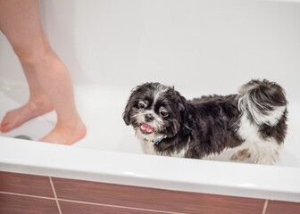 Girl child washes the dog in the bathroom and washes his feet with him. Together. Pet and child. Shih Tzu dog and care