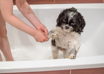 Girl child washes the dog in the bathroom and washes his feet with him. Together. Pet and child. Shih Tzu dog and care