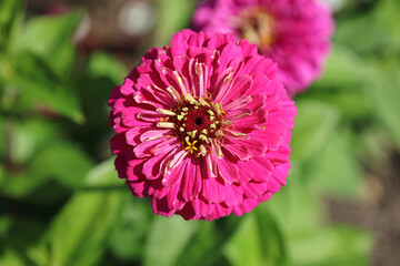 Macro image of a Zinnia bloom, Yorkshire England
