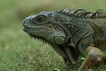 Fototapeta premium iguana, iguana face, iguana face close up 