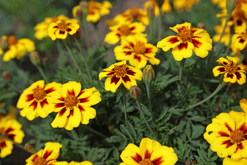Macro image of Marigold blooms, Yorkshire England
