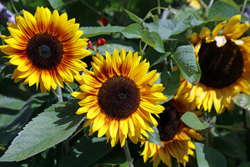Trio of sunlit Sunflower blooms, Yorkshire England
