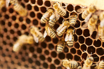 Bees on hexagon beehive