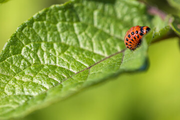 Larvae of the Colorado Beetle on the Potato bush close-up. Pest control in the garden. Insects destroying crops - Agriculture Pest.