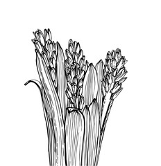 hyacinth flower with stems and leaves, vector illustration on isolated background