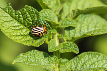 Larvae of the Colorado Beetle on the Potato bush close-up. Pest control in the garden. Insects destroying crops - Agriculture Pest.