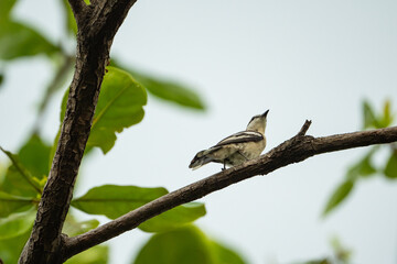 a pied triller hanging on a tree branch