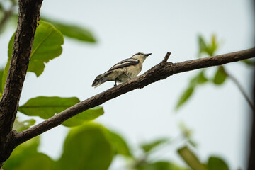 a pied triller hanging on a tree branch