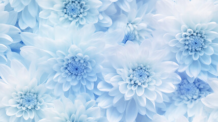 delicate light background flowers blue and white chrysanthemums, abstract realistic flower petals, soft color pastel