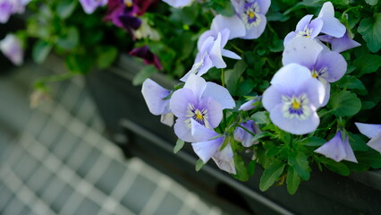 Soft Blue Pansy flower hanging in a wall garden.