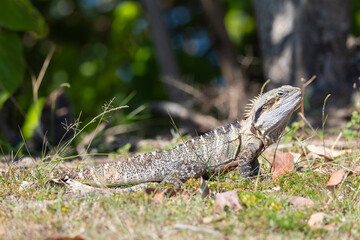 Close up of an Eastern Water Dragon in it's native habitat in Queensland, Australia