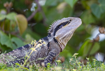 Close up of an Eastern Water Dragon in it's native habitat in Queensland, Australia