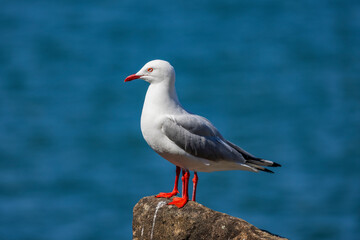 Common Silver Gull coastal bird perched near river in New South Wales, Australia