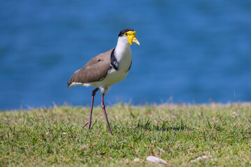 Masked lapwing foraging for food in it's natural habitat near Tweed River, New South Wales, Australia