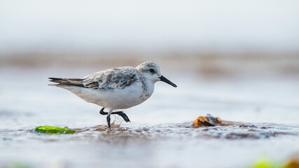 Sanderling, Calidris Alba, birds on the beach at low tide, Dawlish Warren, Devon, England