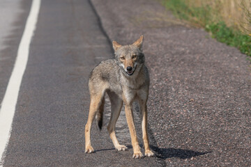 Naklejka na ściany i meble Eastern Coyote on roadway.
