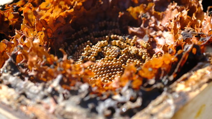 Opened Sugarbag Bee spiral beehives. Sugarbag Bee or Tetragonula Carbonaria is a stingless bee,...