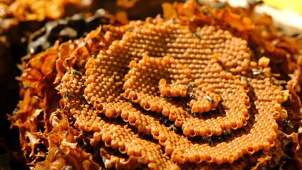 Opened Sugarbag Bee spiral beehives. Sugarbag Bee or Tetragonula Carbonaria is a stingless bee,...